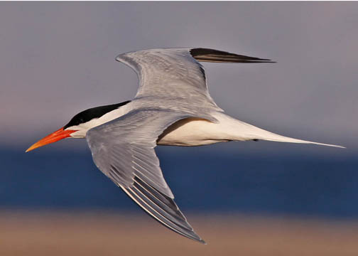 Elegant tern 3